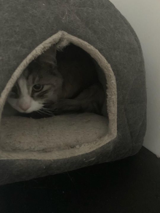 Cat crouched inside a cat bed, peering out at the camera