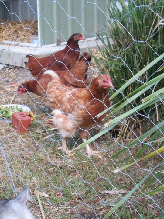 Three chickens behind wire netting