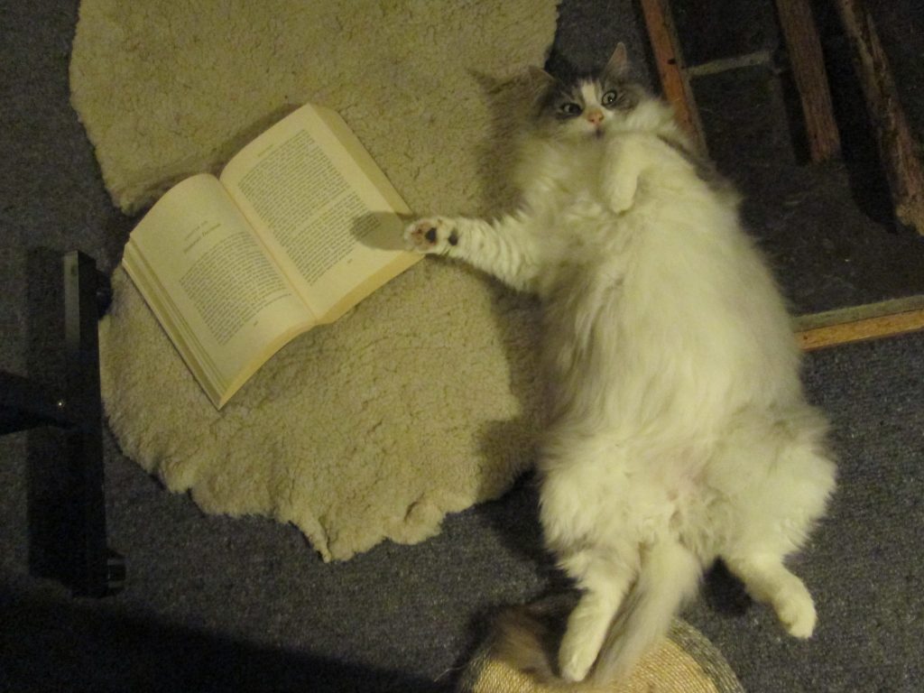 Cat lying on his back wide eyed, with a book beside him.