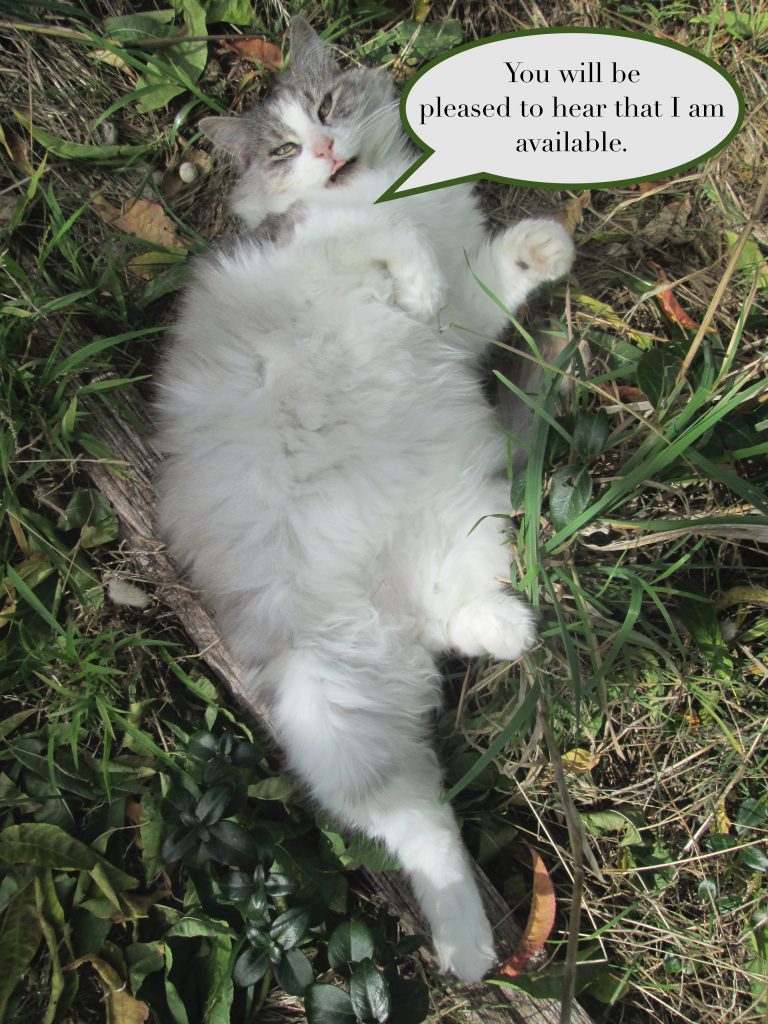 Cat lying in the grass with speech bubble: "You will be pleased to hear that I am available."