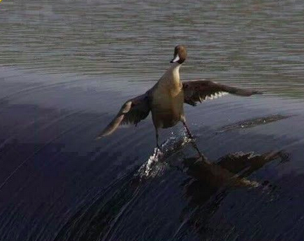 Duck standing on the edge of a weir with its wings spread as if it's surfing.